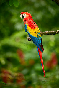 红鹦鹉 (鹦鹉鹦鹉) 在深绿色的植被中飞翔。红金刚鹦鹉, 澳门, 热带森林, 哥斯达黎加。森林里的红鸟。鹦鹉飞行。来自热带大自然的野生动物场景.