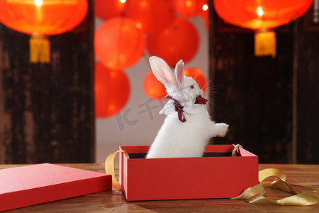 灯笼兔子摄影照片_新年礼物盒中的兔子