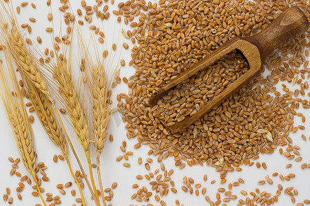 大颗粒水磨石摄影照片_颗粒的小麦，大麦枝