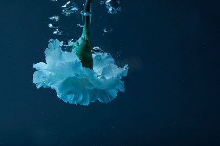 香石竹摄影照片_香石竹花与水中气泡的特写图
