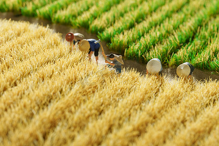 农民收割麦子