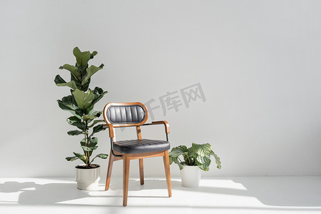 陶瓷花盆中的绿屋植物生长在明亮的房间里，具有黑色的最小特征和当代的扶手椅。现代公寓里靠近李拉塔树和卡拉狄亚的舒适椅子，复制空间
