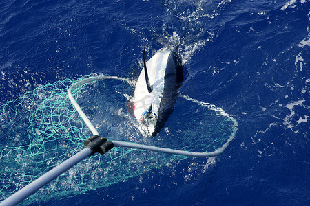 捕鱼网子摄影照片_蓝鳍金枪鱼地中海捕鱼业和释放