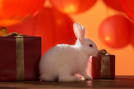 灯笼兔子摄影照片_新年礼物盒和兔子