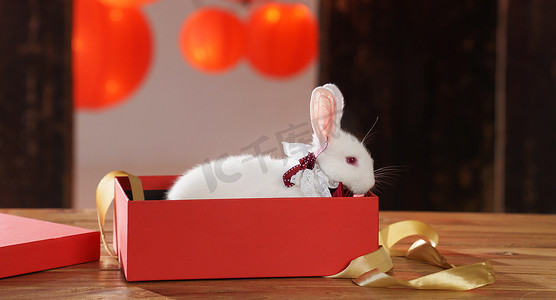 喜庆中过年摄影照片_新年礼物盒中的兔子