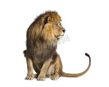 face摄影照片_Lion pulling a face and looking at the camera, isolated on white
