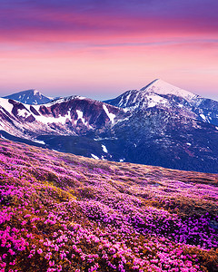山中的粉红杜鹃花