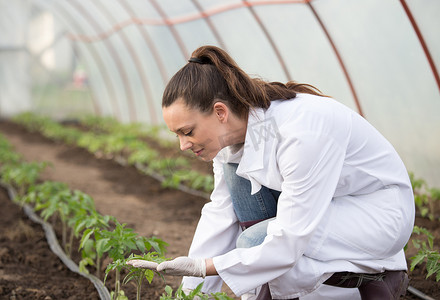年轻俏丽的妇女农艺师在白色外套监督幼苗在温室。植物护理与保护理念