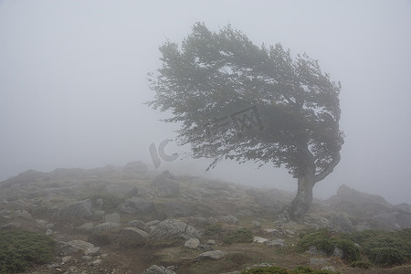 雾中的一棵树，在强风中挣扎