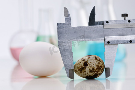 测量鹌鹑蛋
