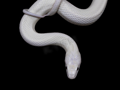 缩写摄影照片_德克萨斯鼠蛇（英语：Texas rat snake，缩写Elaphe obsolete eta lindheimeri）是鼠蛇的亚种，在美国发现，主要分布在德克萨斯州。.
