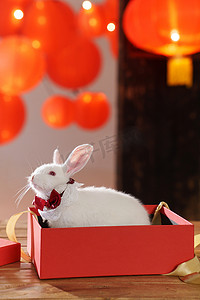 新年礼物盒中的兔子