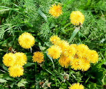 花园里的蒲公英花.