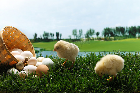 鸡草地摄影照片_小鸡和鸡蛋