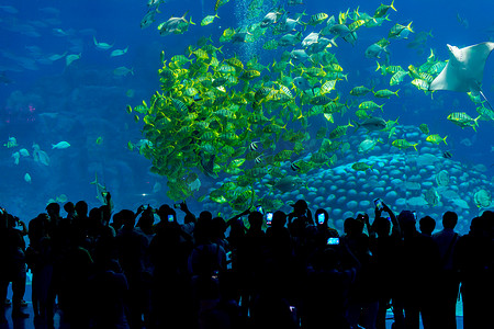 中国广东省珠海Chimelong海洋王国的大型水族馆- -有热带鱼群的鱼缸里，人们观看鱼类的概况