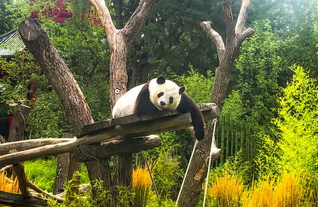 美丽可爱的熊猫熊在大自然中散步