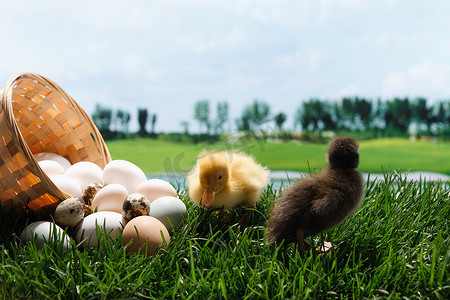 可爱小鸭子摄影照片_小鸭子在草地上