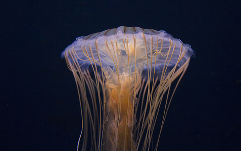and摄影照片_Dark underwater view of pink and purple jellyfish floating in ocean