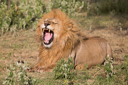 LION FOUND IN EAST AFRICAN national PARKS