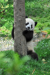 熊猫熊摄影照片_可爱的大熊猫熊 