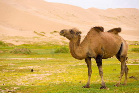 行走的骆驼摄影照片_洪戈尔 Els 沙子沙丘下垂双峰骆驼驼峰