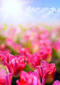 春季花卉背景;在蓝色天空背景上的新鲜郁金香花