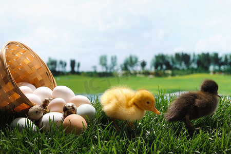 保护草地摄影照片_小鸡小鸭在草地上