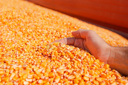 农夫少量收获的玉米仁从堆装载入拖拉机拖车, 手在玉米五谷堆作为丰盈和大产量的概念在成功的收获以后