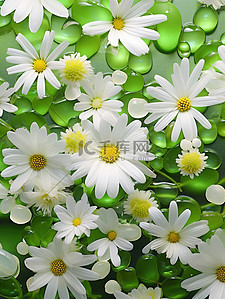 清新美丽小白雏菊花朵背景15