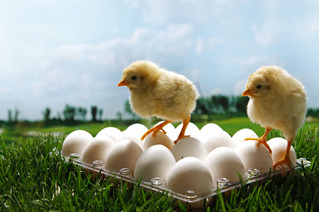 鸡草地摄影照片_小鸡和鸡蛋