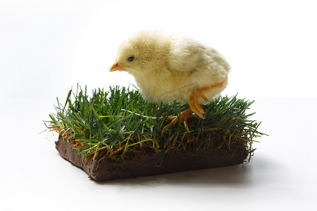 一只小鸡站在草坪上