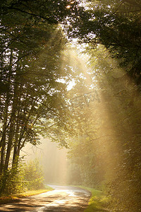 阳光瀑布进入多雾的森林