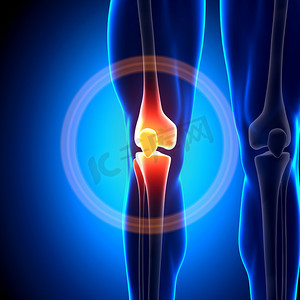 膝关节-解剖学骨头