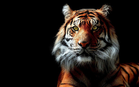 老虎是一种美丽的掠夺性动物