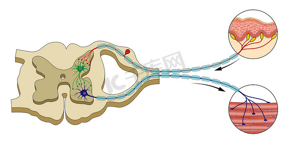 动感例子摄影照片_脊柱反射弧的例子。中枢神经系统