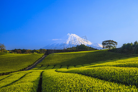 茶园和远处的富士山