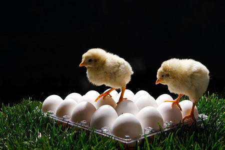 两只小鸡站在鸡蛋上