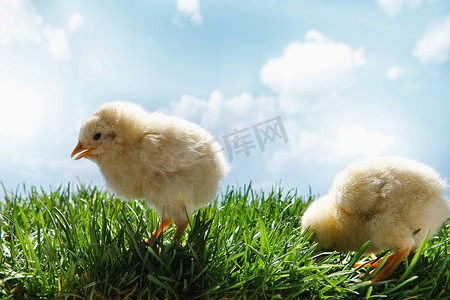 两只小鸡在草地上