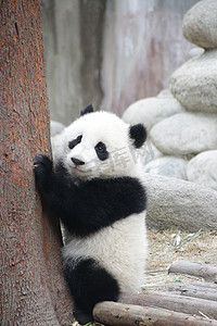 卡通熊猫举旗帜摄影照片_小熊猫宝宝抱着树，成都熊猫基地，中国