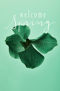 春季插画摄影照片_五彩缤纷的绿色兰花隔离在绿色上，欢迎春季插画