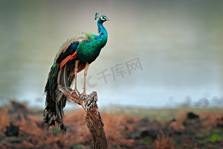 在印度的斯里兰卡，一只小鸟在树窗中表现出求爱的风采。印度的家禽,帕沃的卷曲,来自印度的蓝色和绿色异国鸟.树上的松果.