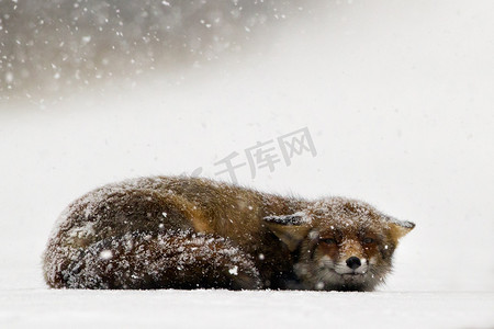 冬季的赤狐 