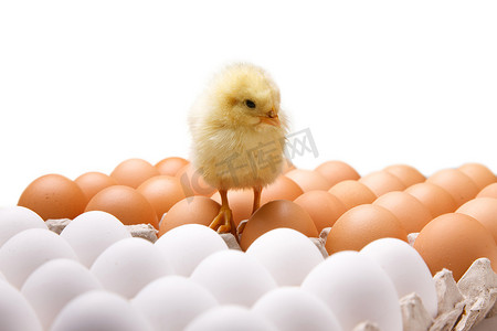 健康安全食品摄影照片_一只小鸡站在鸡蛋上