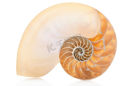 有礼才完美摄影照片_鹦鹉螺壳部分，白色完美的斐波那契模式