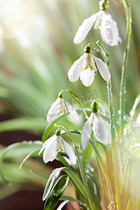 第一春雪花莲花, Gadern 水滴