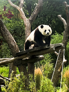 美丽可爱的熊猫熊在大自然中散步