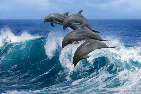 海豚跃出海洋中的波