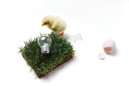一只小鸡和电灯泡