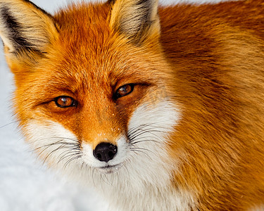 近距离观看雪中的野狐