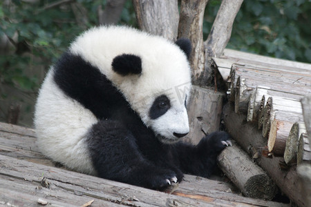 小熊猫宝宝正坐在中国成都熊猫基地那棵树下